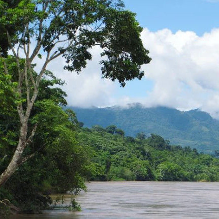 Hummingbird - Native Heirloom Cacao